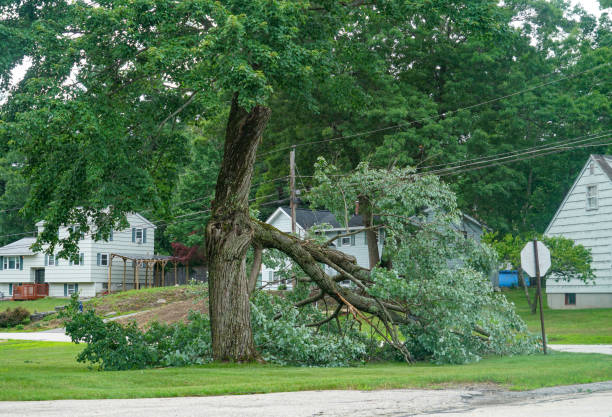 Best Tree Stump Removal  in Stockton, UT